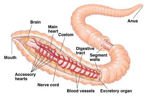 Circulatory System of Annelida