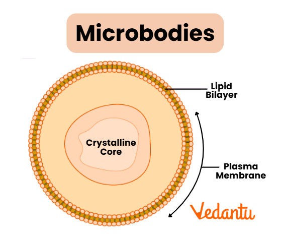 Microbodies