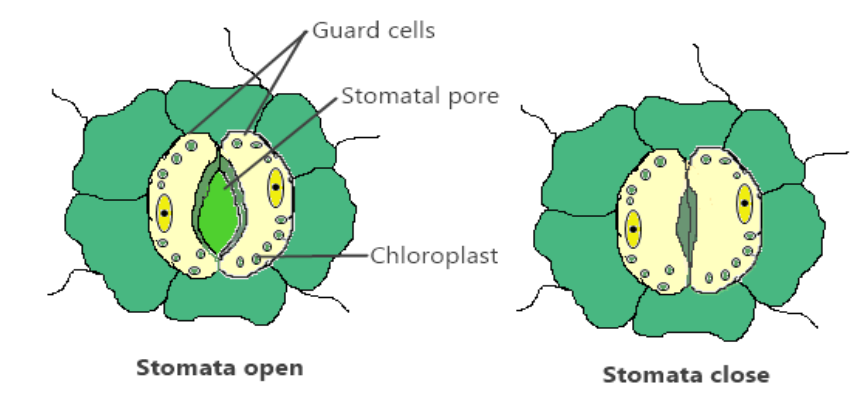 stomata diagrams.