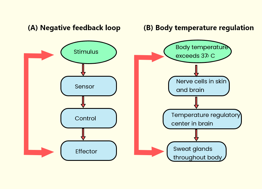 homeostasis example