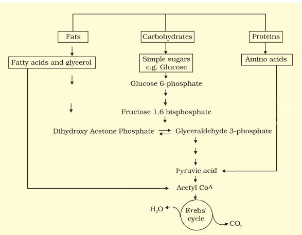 The Respiratory Quotient (RQ)