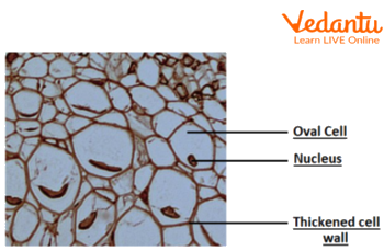 Collenchyma tissue