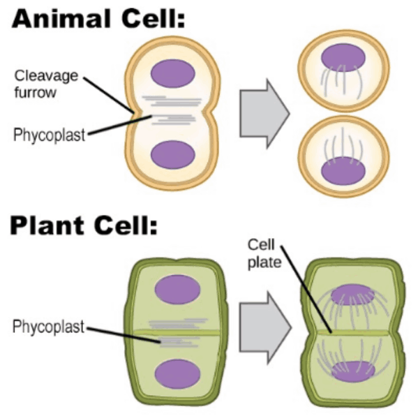 Cell Cytokinesis