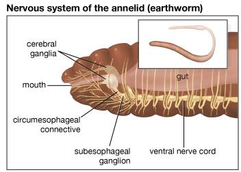 Nervous System of the annelid