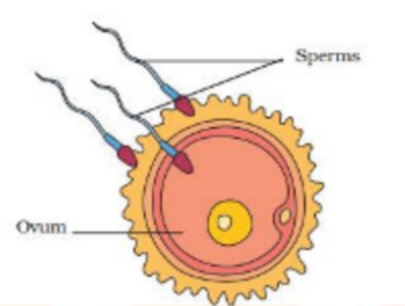 internal fertilisation