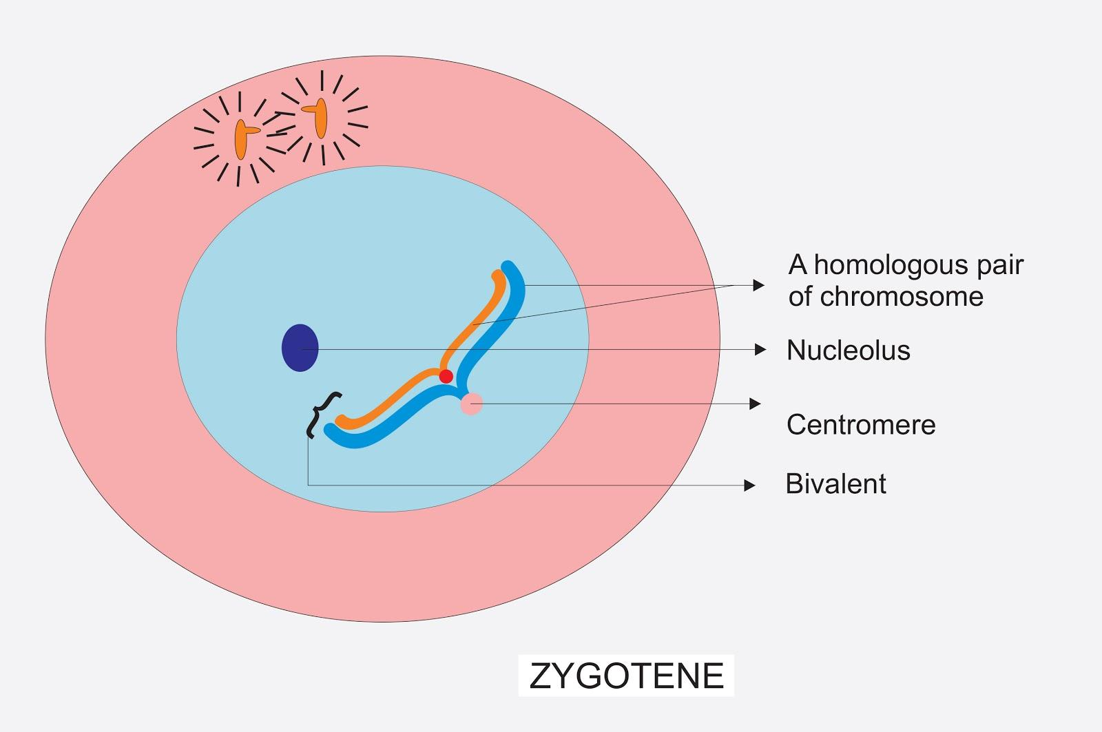 Zygotene