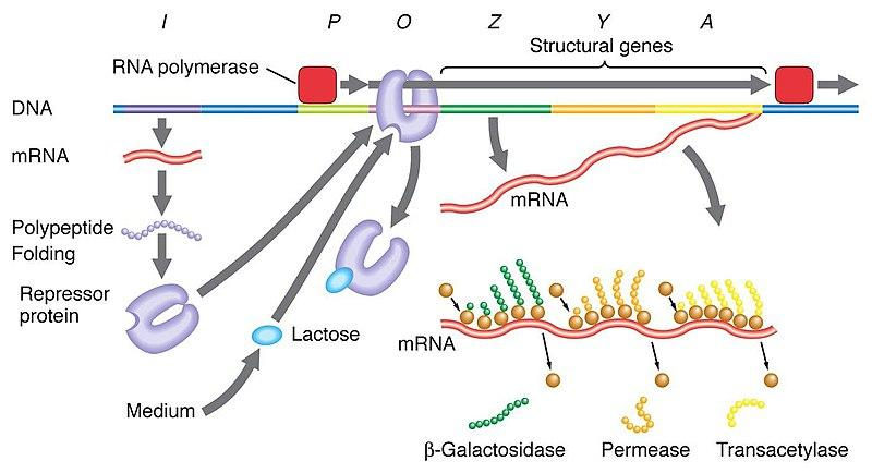 lac operon regulation - turned on