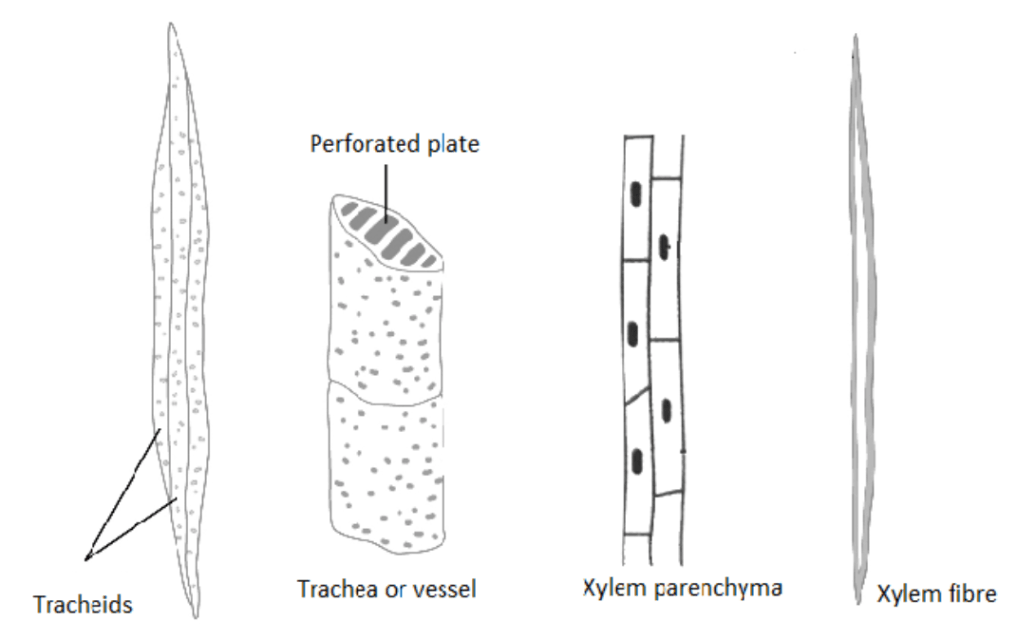 Types of Complex Tissues