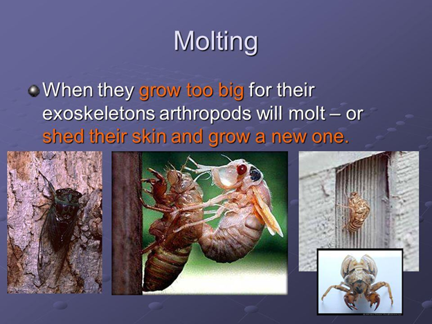 Molting of Arthropoda