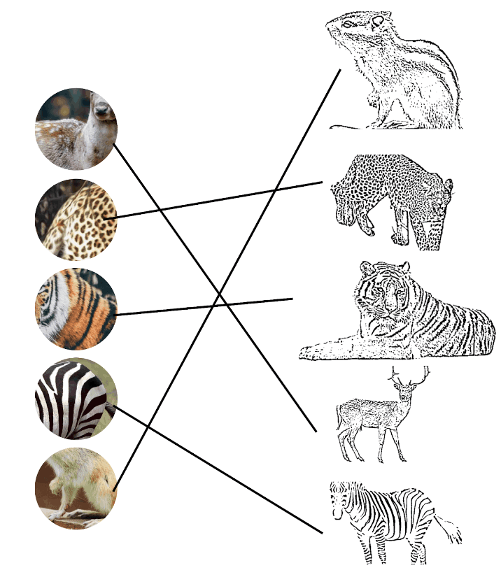 Animals and their Skin