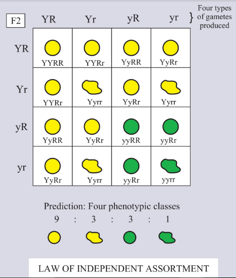 law of independent assortment diagram