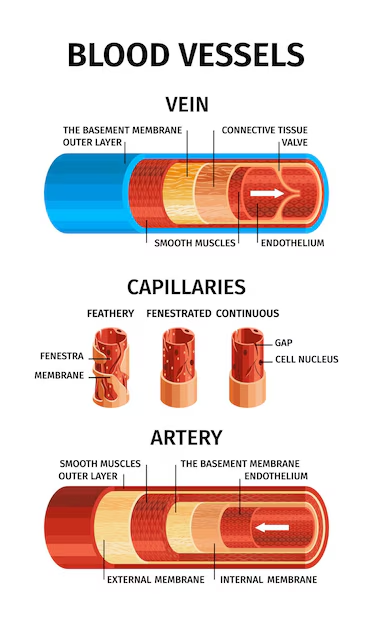 Blood vessels