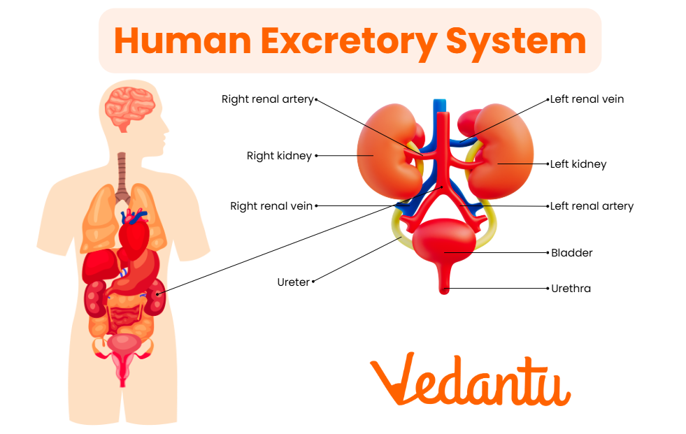 human excretory system diagram.