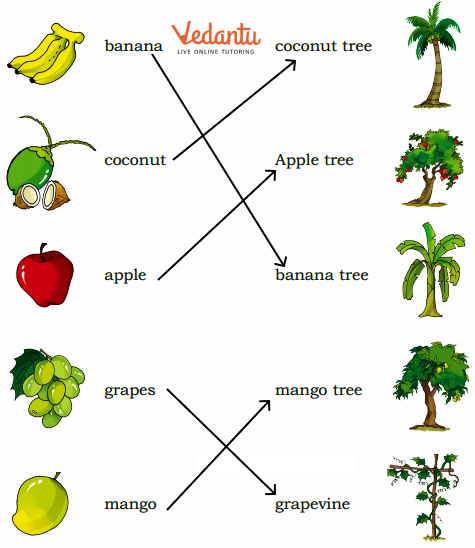 Match the fruits answers