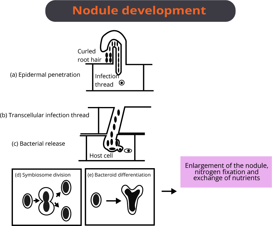 Development of a Root Nodule