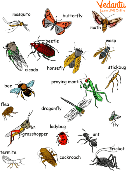 Variety of Insects