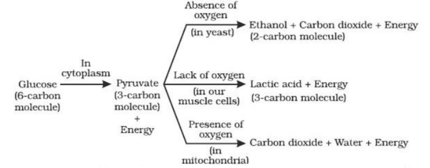 Various Pathways of Glucose Metabolism