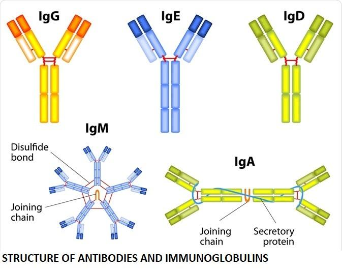 types of antibodies and their functions