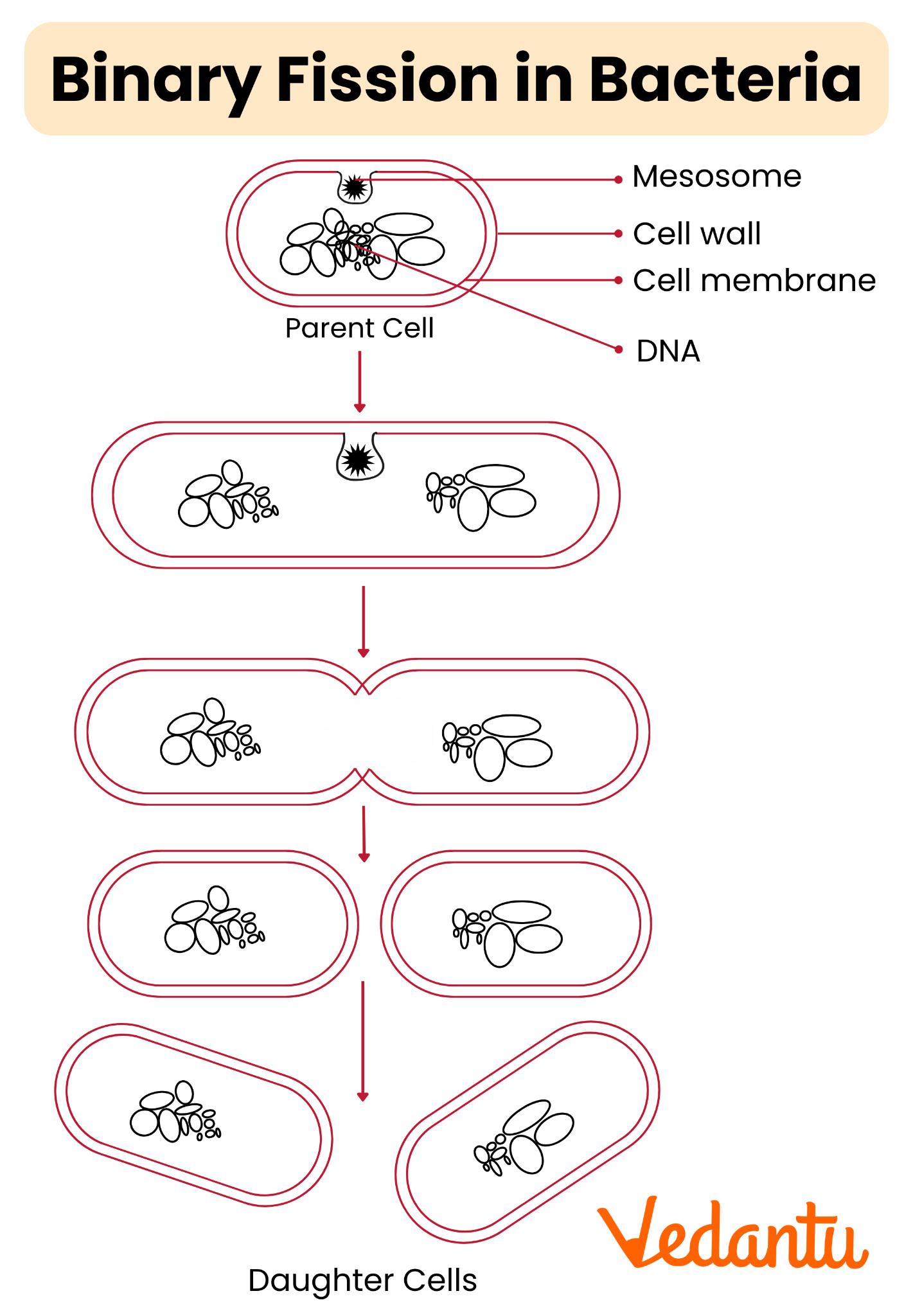 Binary Fission in Bacteria