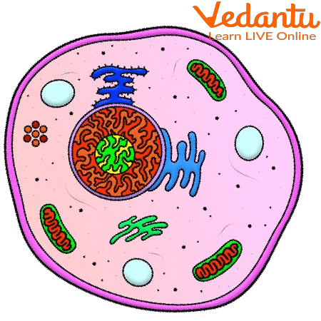 Cell Structure