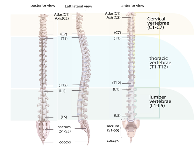 Vertebrae Diagram