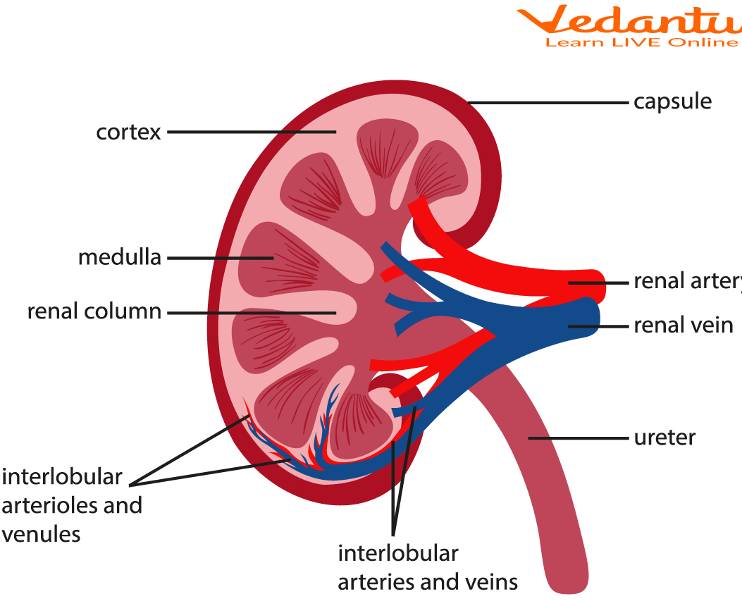 Urinary System: Learn Definition, Properties and Facts