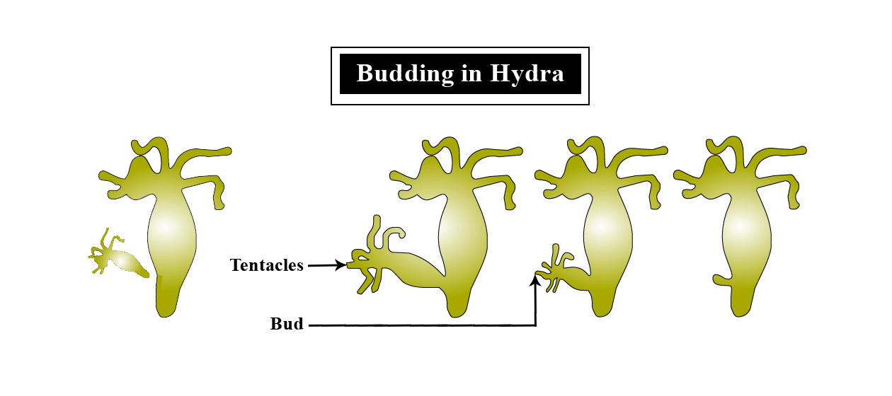 asexual reproduction in animals budding in Hydra