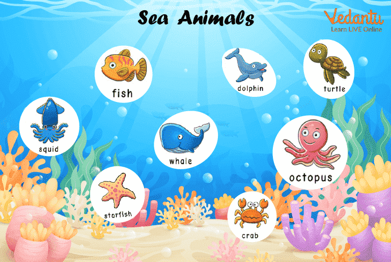 sea animals pictures with names for kids
