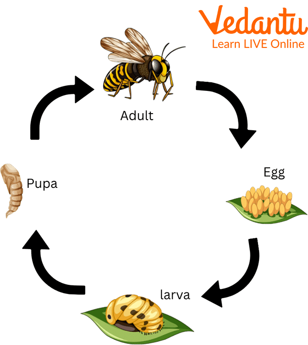 the life cycle of a honey bee diagram