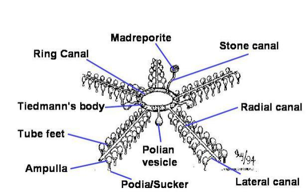 AMBULACRAL System