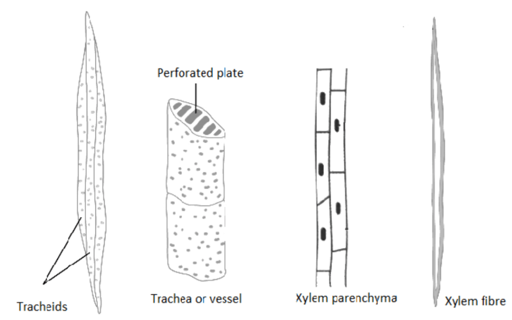 Complex tissue – Xylem