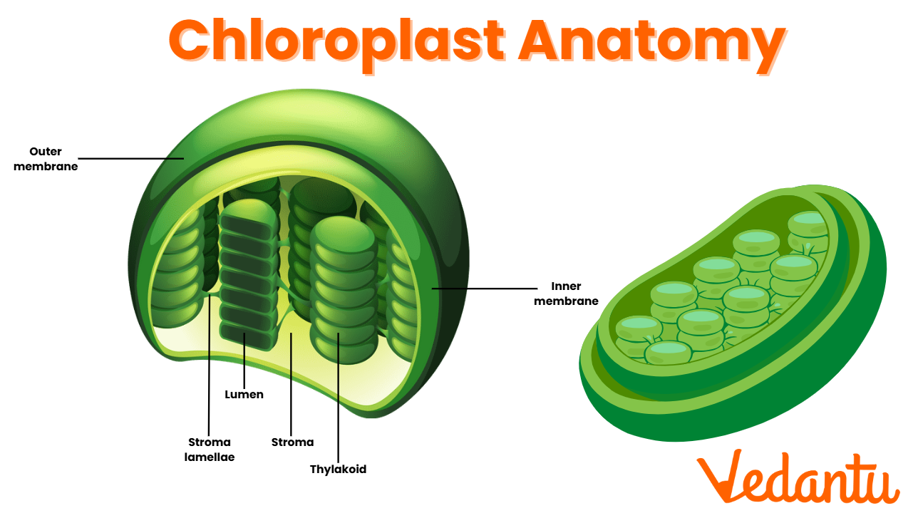 labelled simple chloroplast diagram