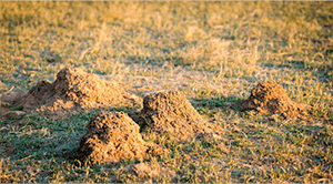 Image: Ant mounds