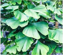 Ginkgophyta