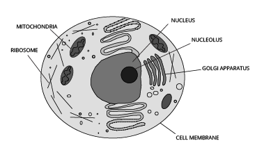 ANIMAL CELLS