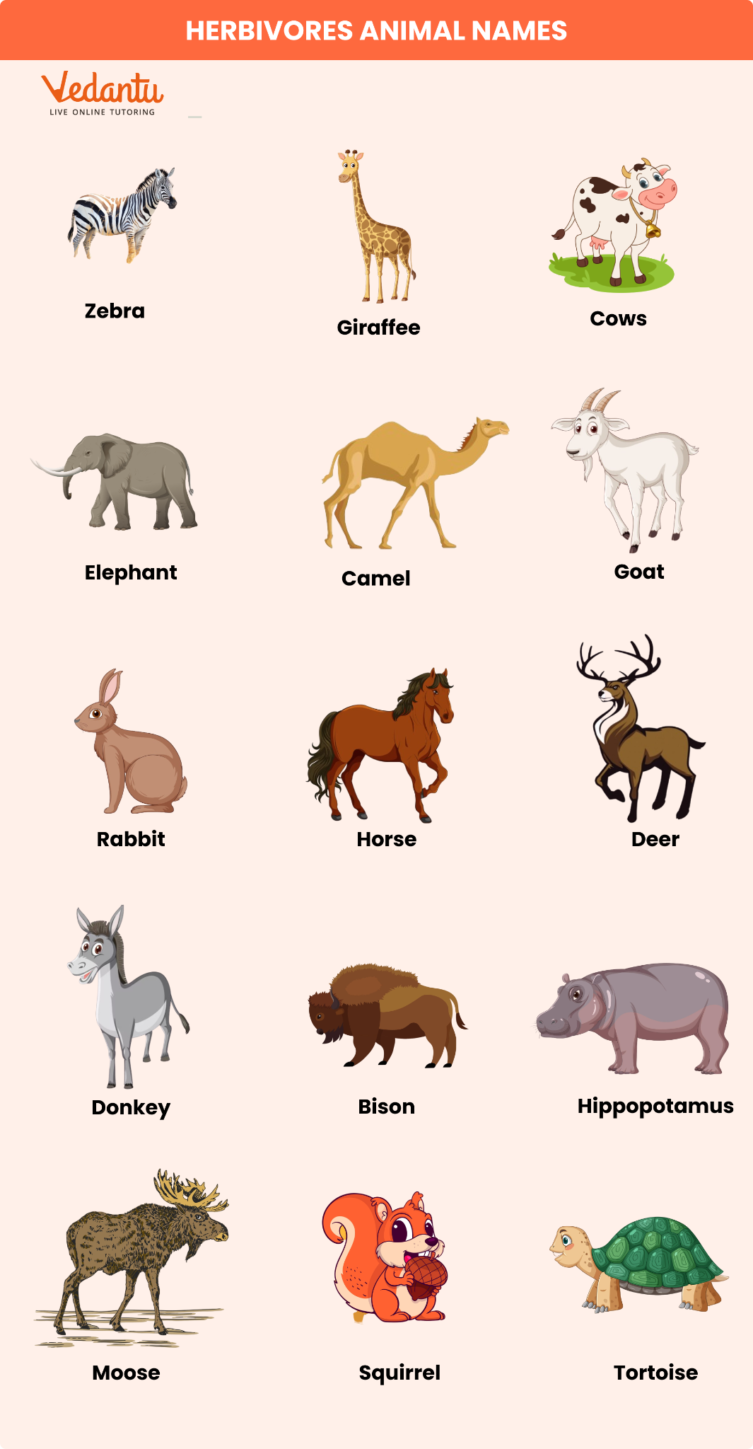 Herbivores Animals Name: A List of Herbivorous Animals and Their ...