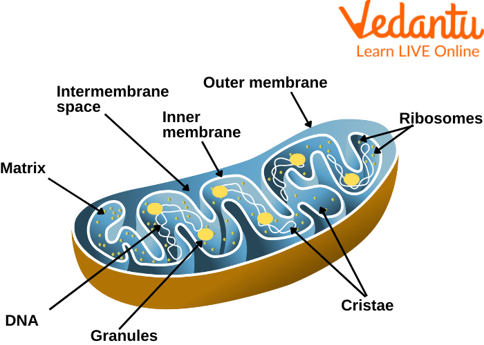 Mitochondria