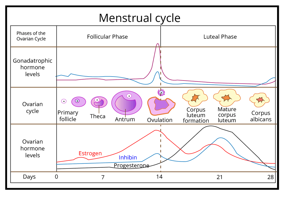 Role of Hormones in Menstrual Cycle