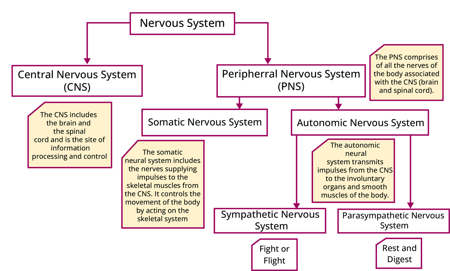 Flow Chart on the Nervous System