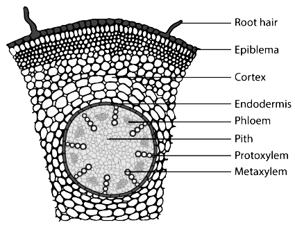 Internal structure of monocot root