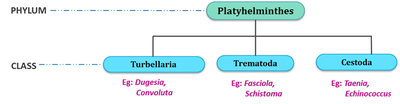 Classification of Platyhelminthes