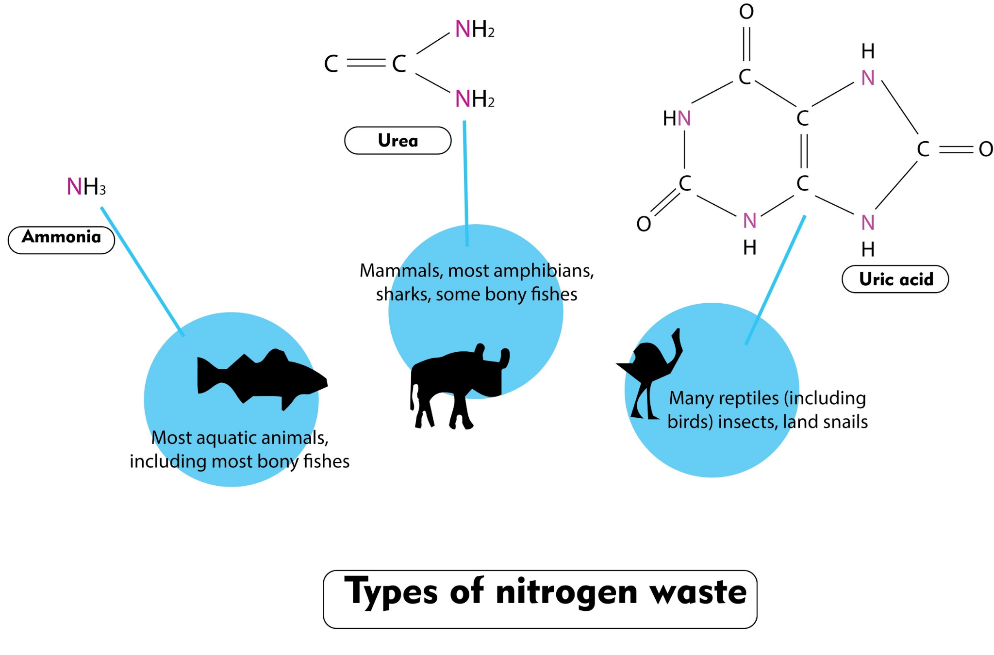 Nitrogenous Waste