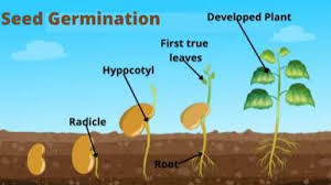 Process of Seed Germination