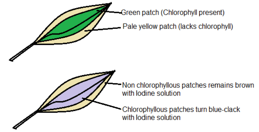 Chlorophyll is necessary for photosynthesis.