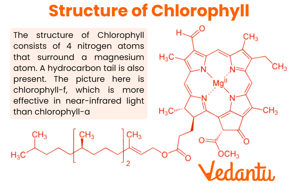 Chlorophyll Structure