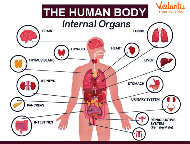 human internal body parts for kids