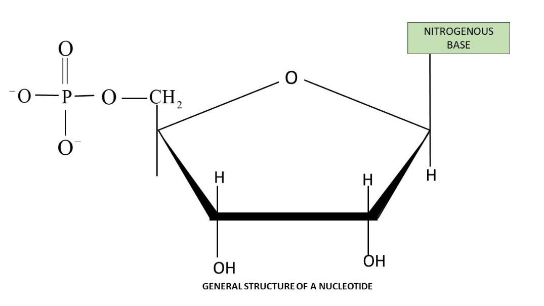 Structure of a Nucleotide