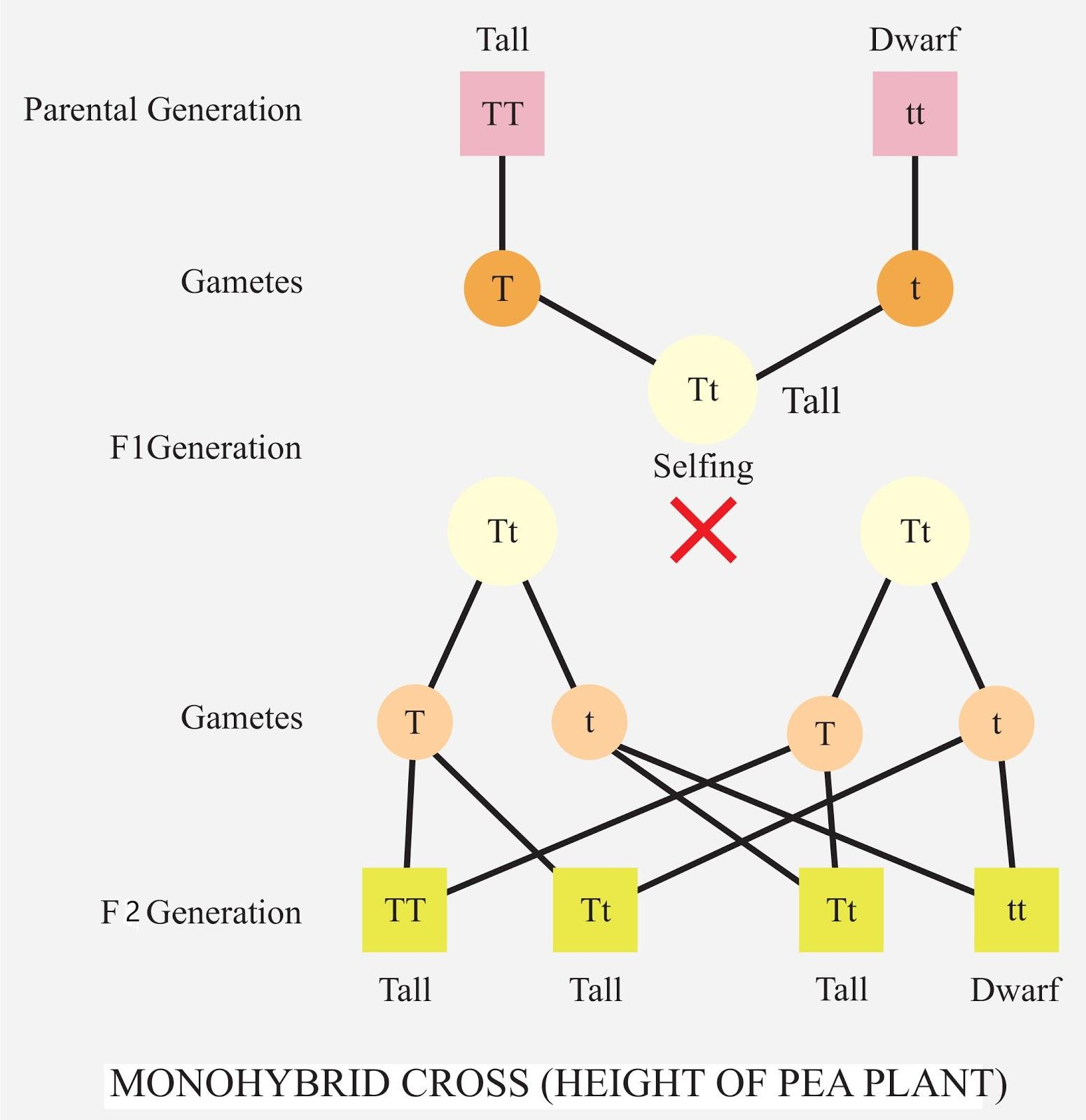 monohybrid cross diagram