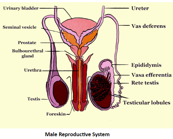 Male Reproduction System