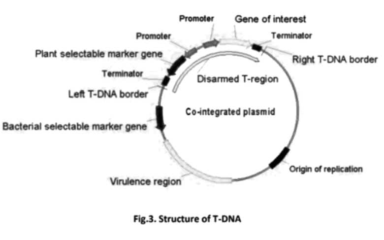 Vectors for cloning in plants